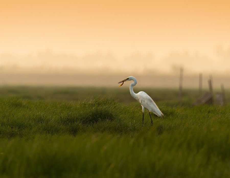 Beautiful Bird Photography By Mainak Halder