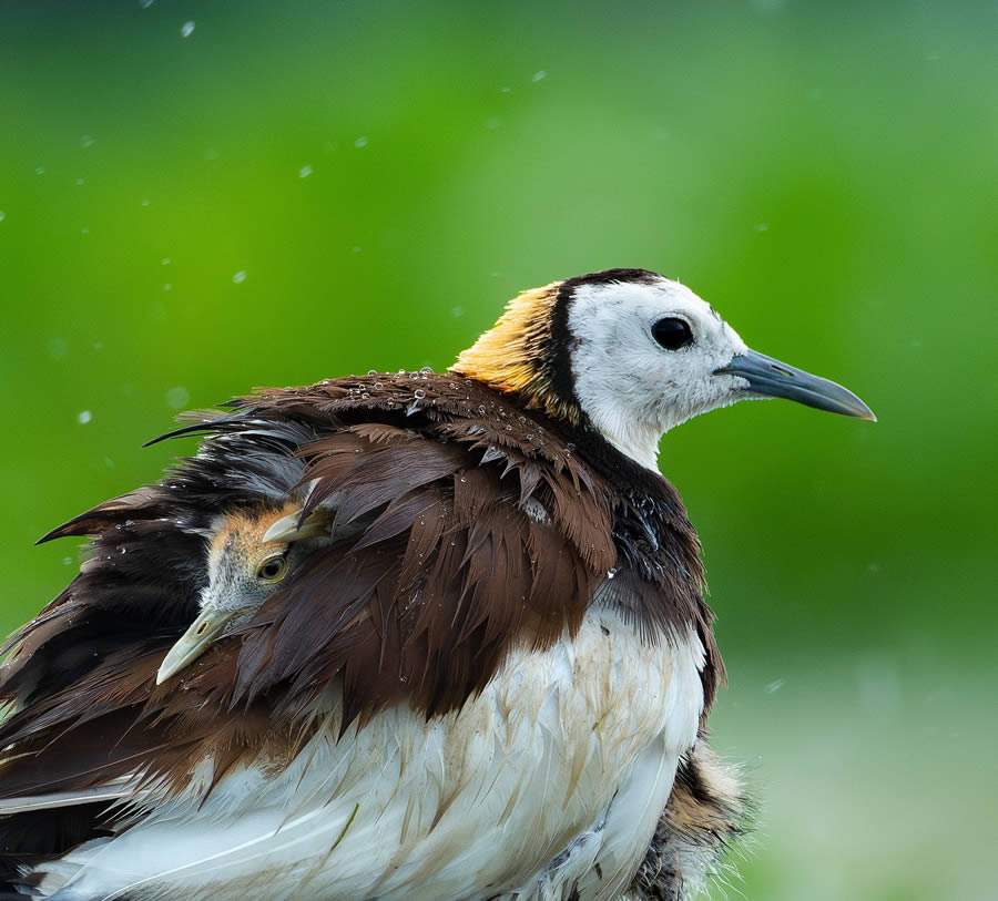 Beautiful Bird Photography By Mainak Halder