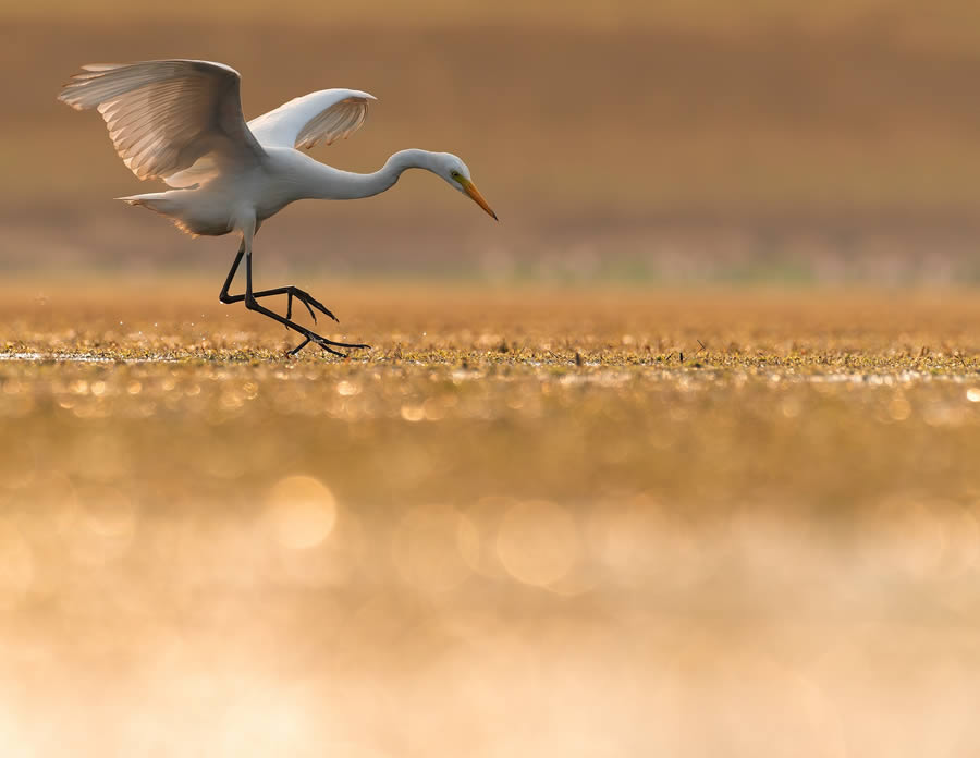 Beautiful Bird Photography By Mainak Halder