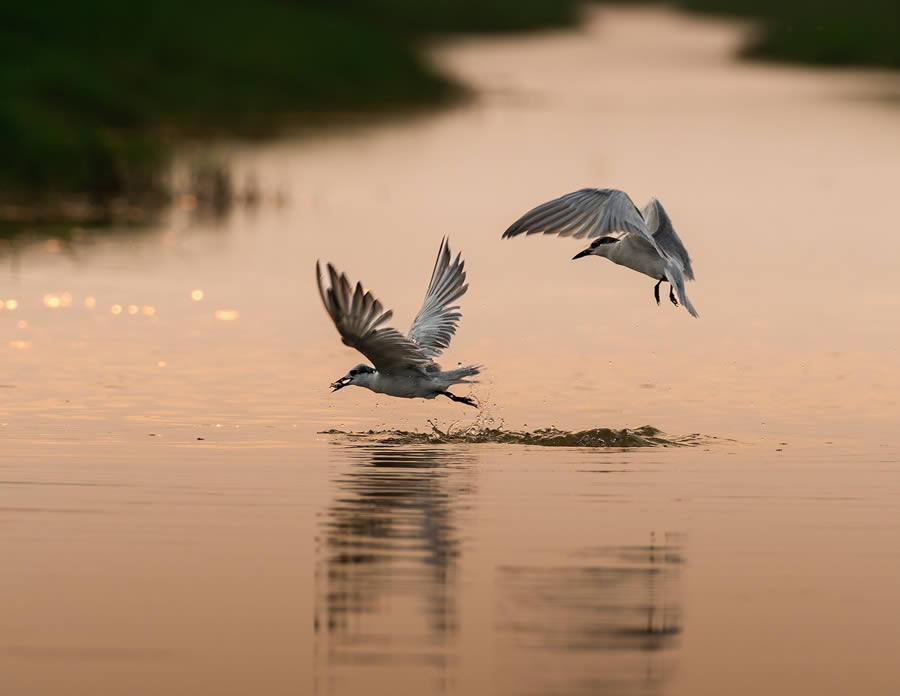 Beautiful Bird Photography By Mainak Halder