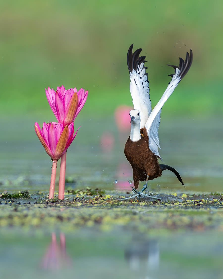 Beautiful Bird Photography By Mainak Halder