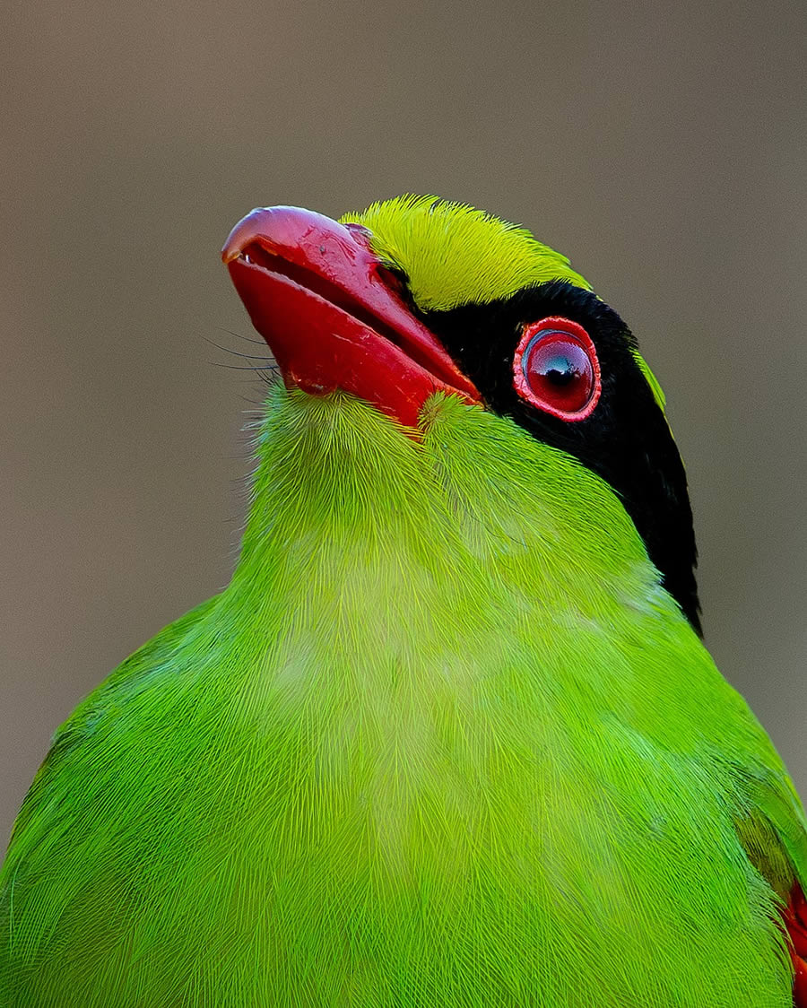 Beautiful Bird Photography By Mainak Halder