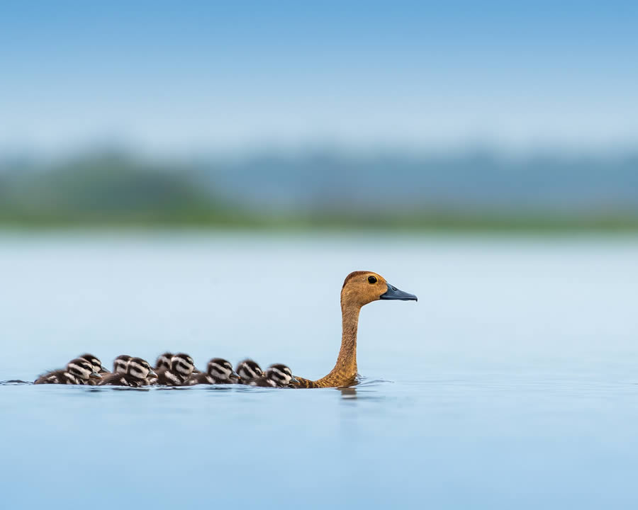 Beautiful Bird Photography By Mainak Halder