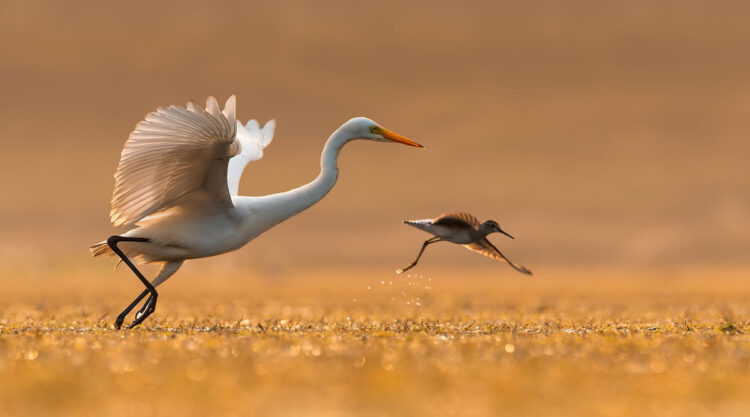 Beautiful Bird Photography By Mainak Halder