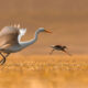 Beautiful Bird Photography By Mainak Halder