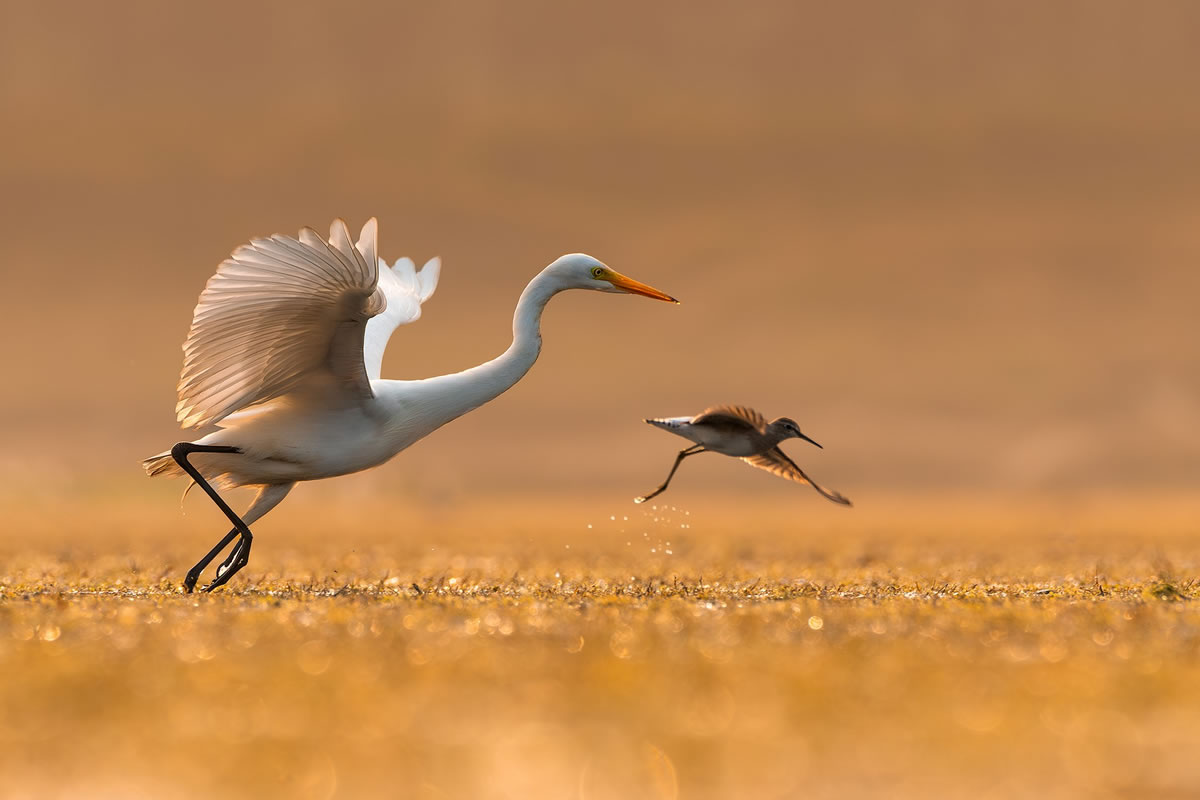 Beautiful Bird Photography By Mainak Halder