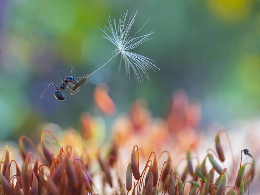 Award Winning Best Macro Photos Of 2024