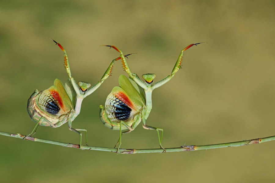 Macro Winning Photos From The 35 Photography Awards