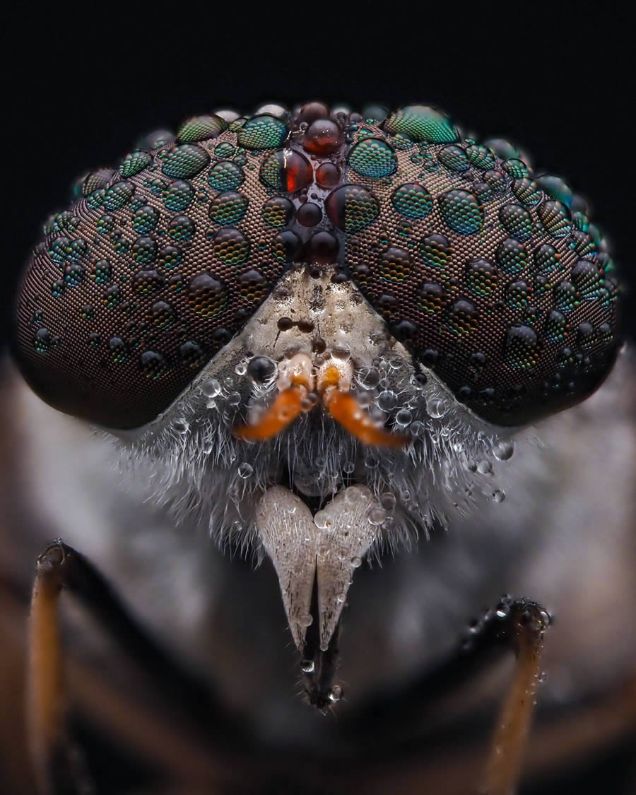 Macro Winning Photos From The 35 Photography Awards