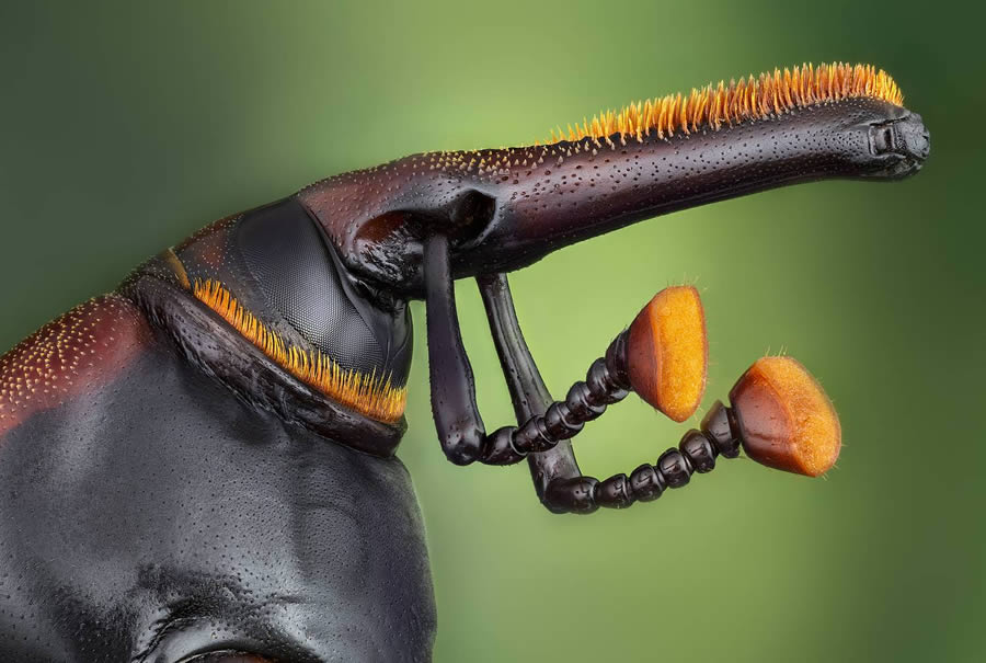 Macro Winning Photos From The 35 Photography Awards