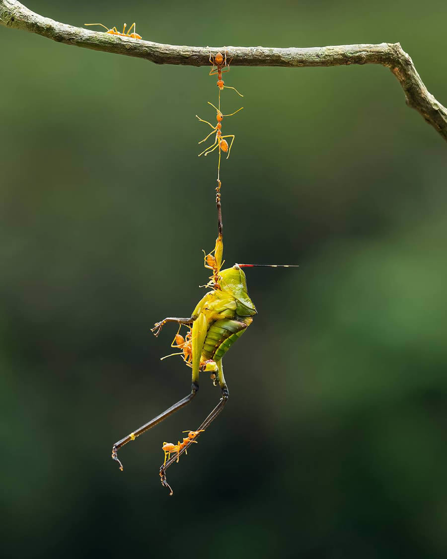 Macro Winning Photos From The 35 Photography Awards