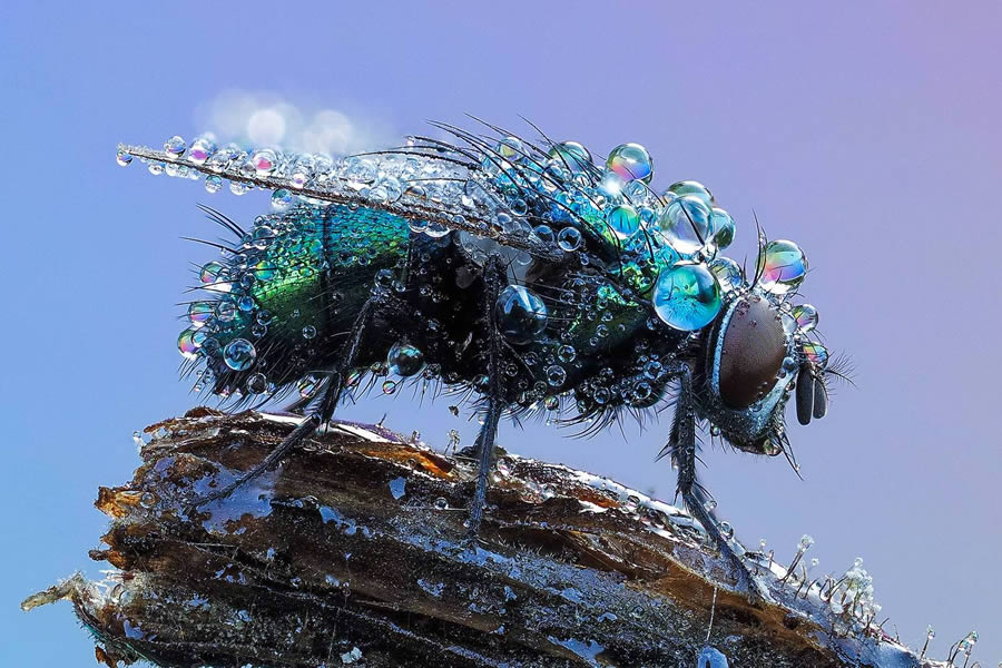 Macro Winning Photos From The 35 Photography Awards