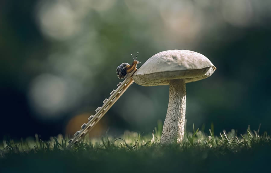 Macro Winning Photos From The 35 Photography Awards