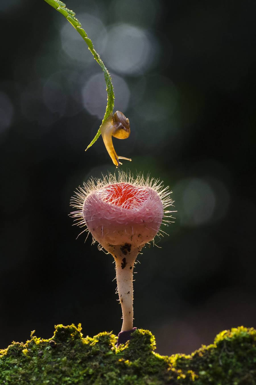 Macro Winning Photos From The 35 Photography Awards