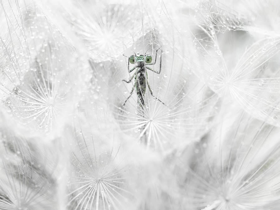 Macro Winning Photos From The 35 Photography Awards