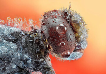 Macro Winning Photos From The 35 Photography Awards