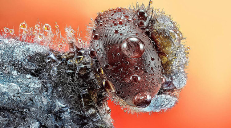 Macro Winning Photos From The 35 Photography Awards