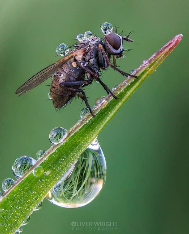 Close Up Macro Portraits Of Insects