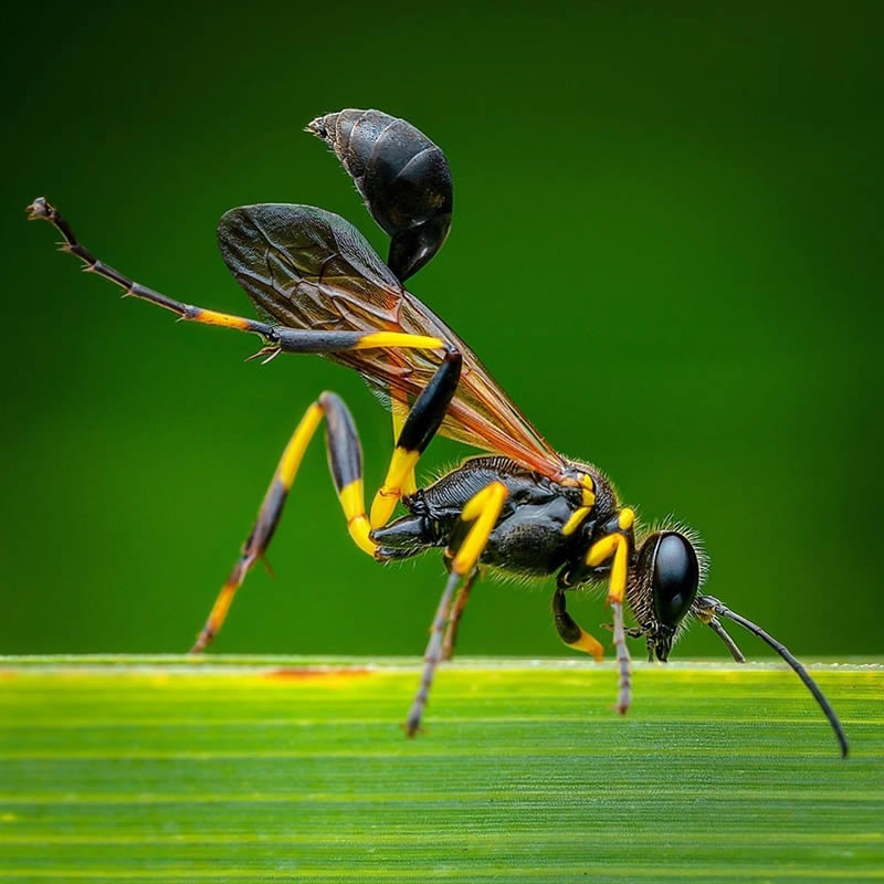 Close Up Macro Portraits Of Insects