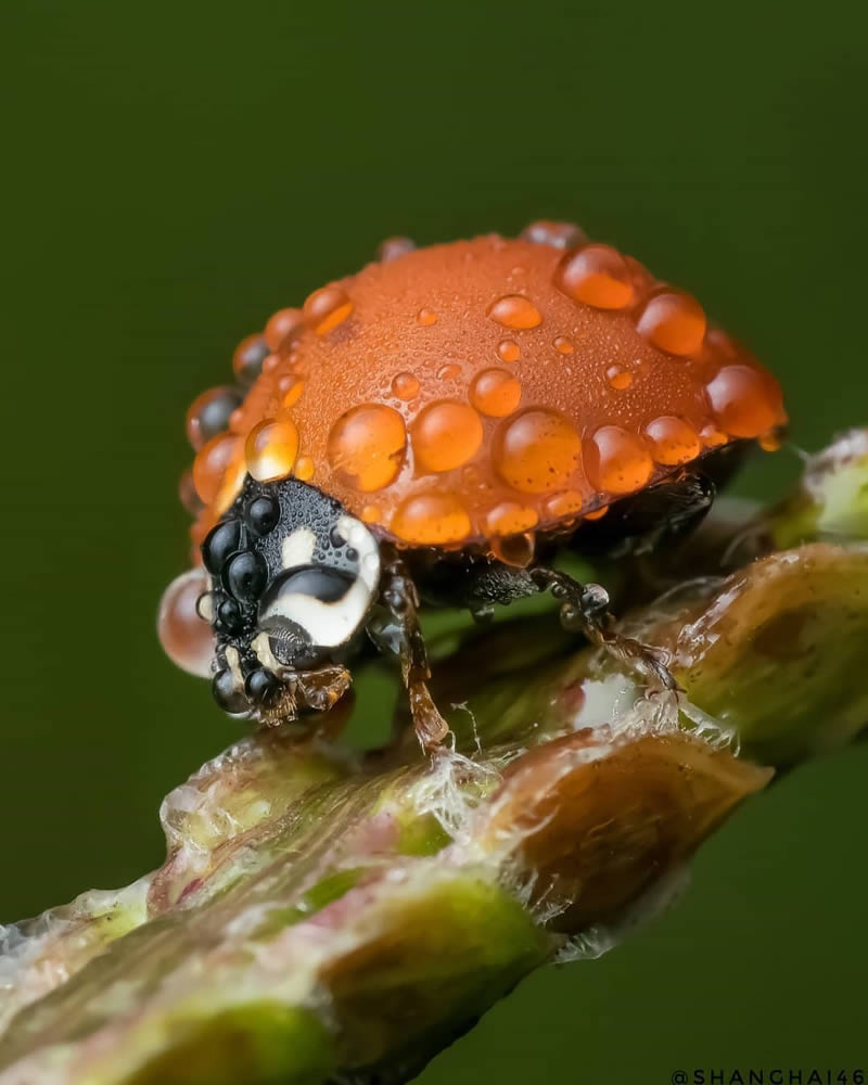 Close Up Macro Portraits Of Insects