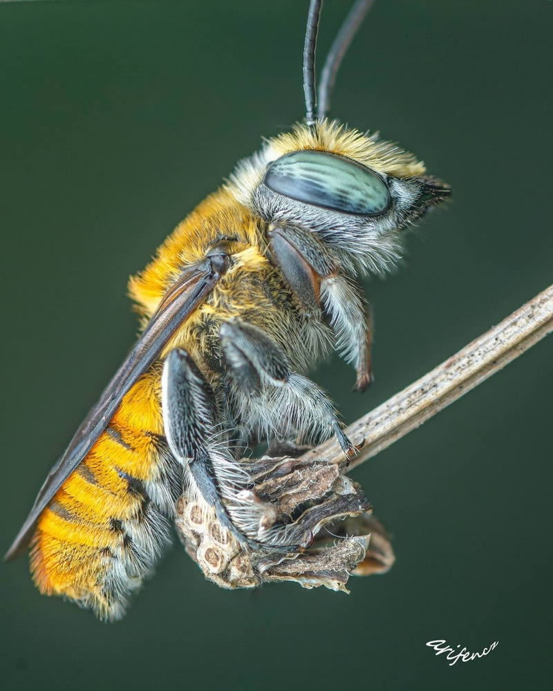 Close Up Macro Portraits Of Insects