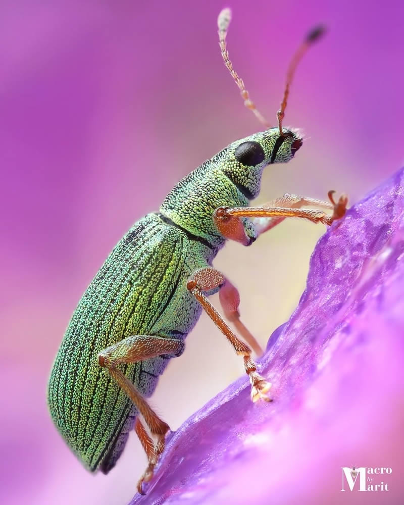 Close Up Macro Portraits Of Insects