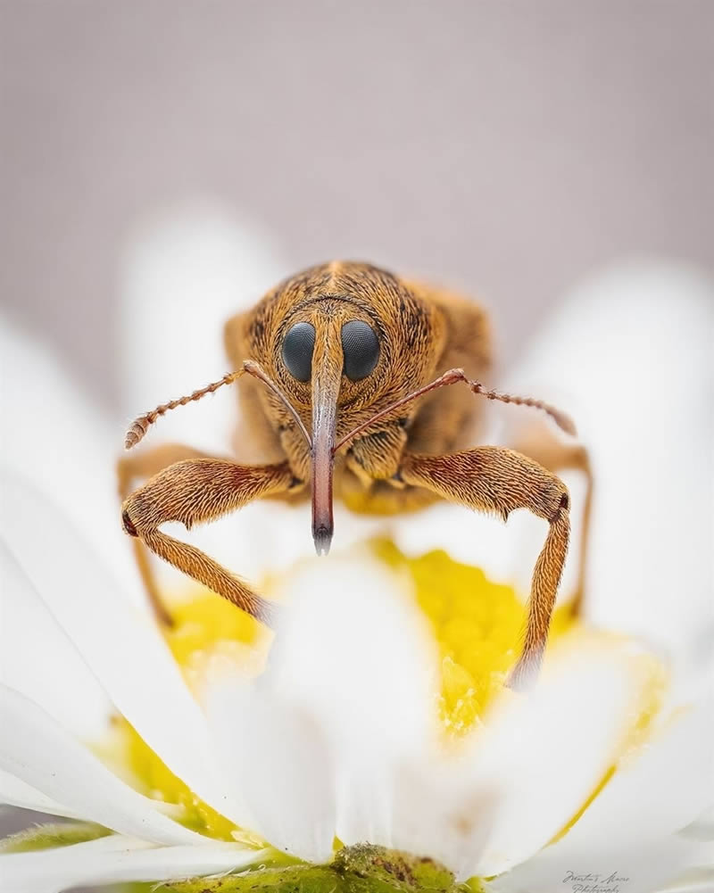 Close Up Macro Portraits Of Insects