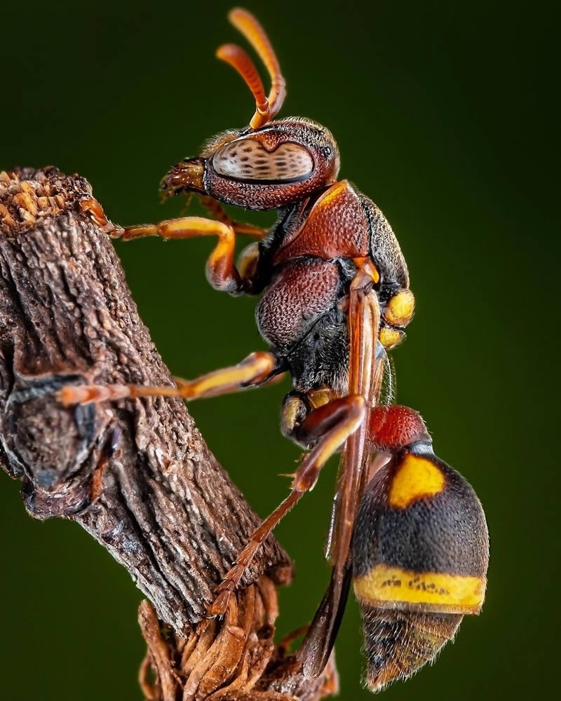 Close Up Macro Portraits Of Insects