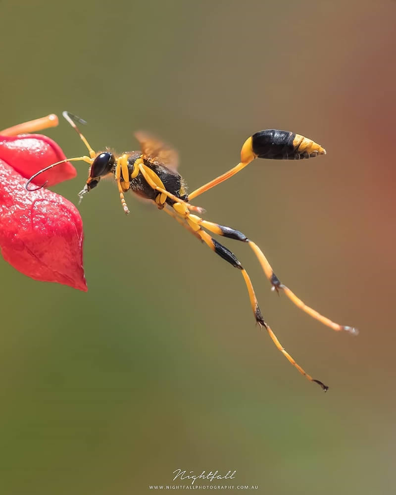 Close Up Macro Portraits Of Insects