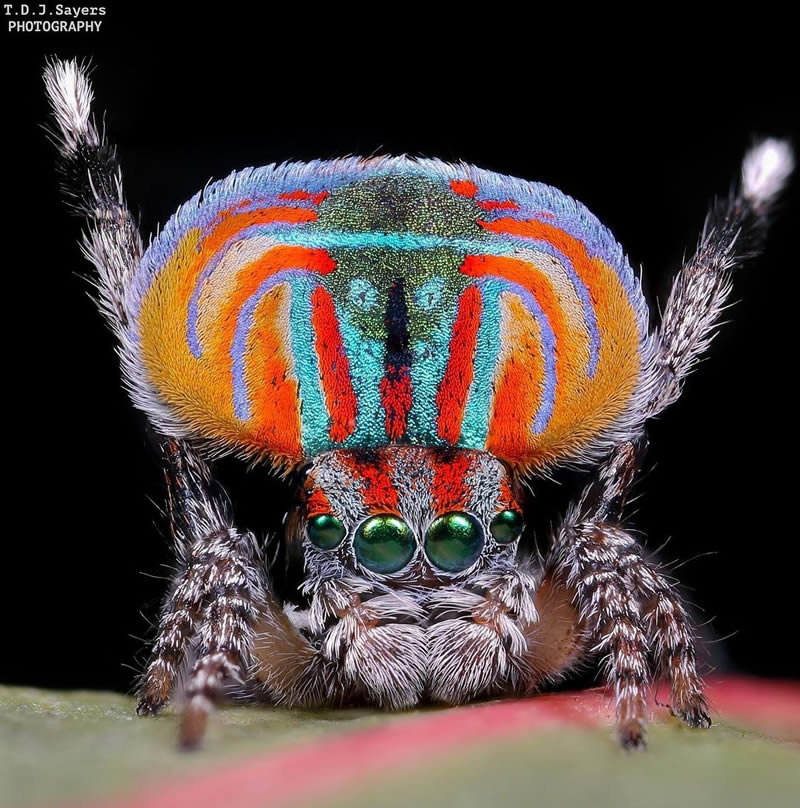 Close Up Macro Portraits Of Insects