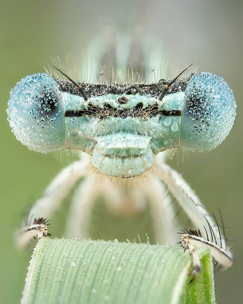 Close Up Macro Portraits Of Insects