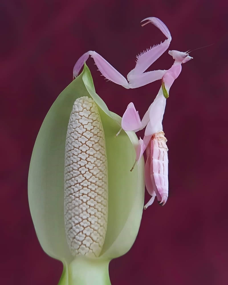 Close Up Macro Portraits Of Insects