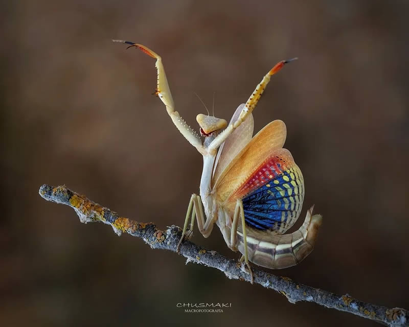 Close Up Macro Portraits Of Insects