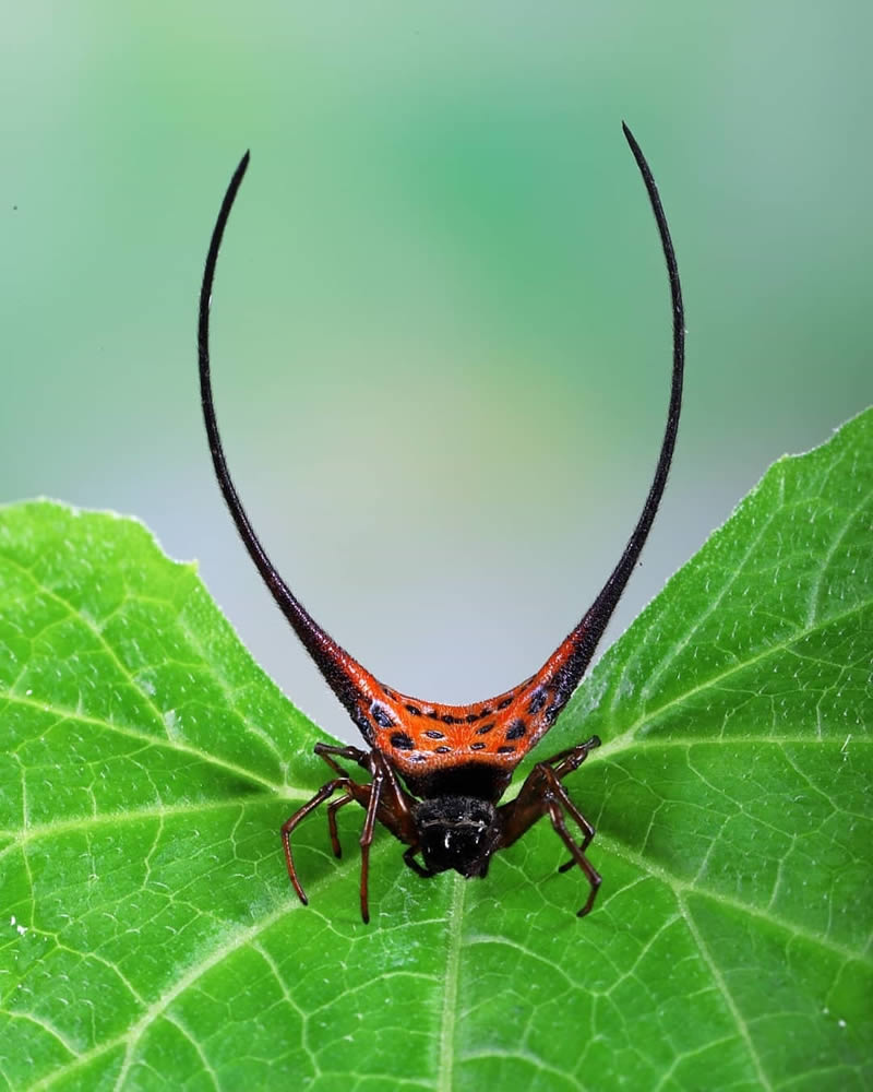 Close Up Macro Portraits Of Insects