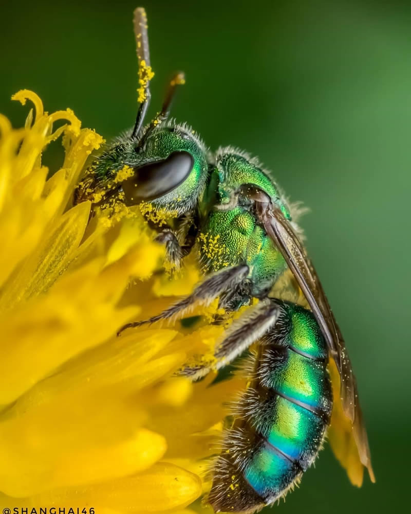 Close Up Macro Portraits Of Insects