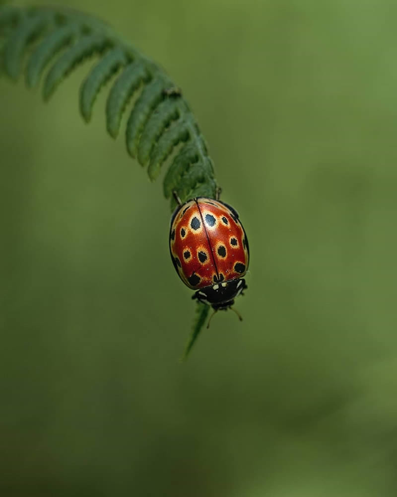 Close Up Macro Portraits Of Insects