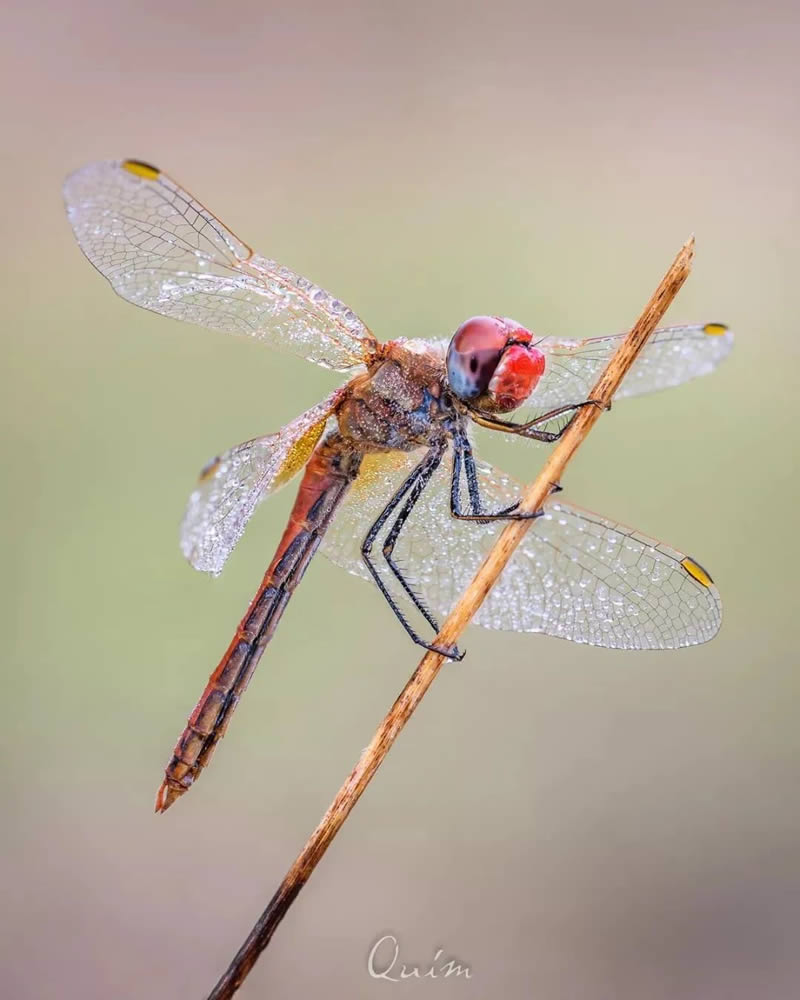 Close Up Macro Portraits Of Insects