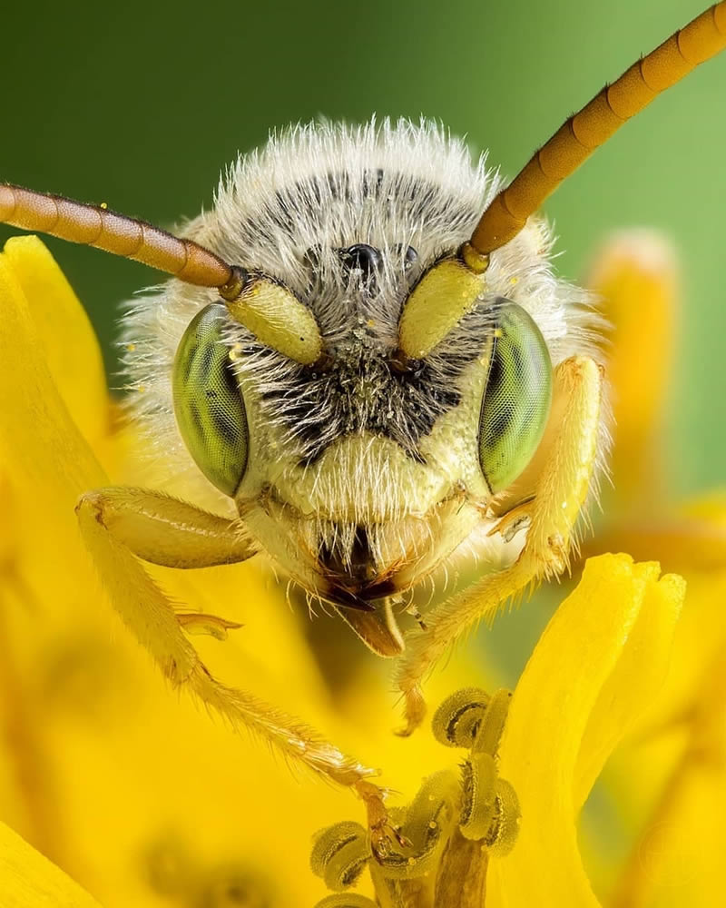 Close Up Macro Portraits Of Insects