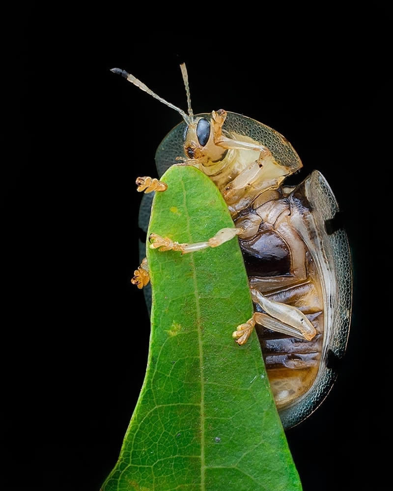 Close Up Macro Portraits Of Insects