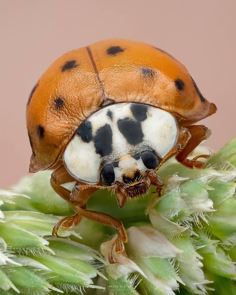 Close Up Macro Portraits Of Insects