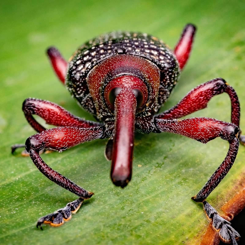 Close Up Macro Portraits Of Insects