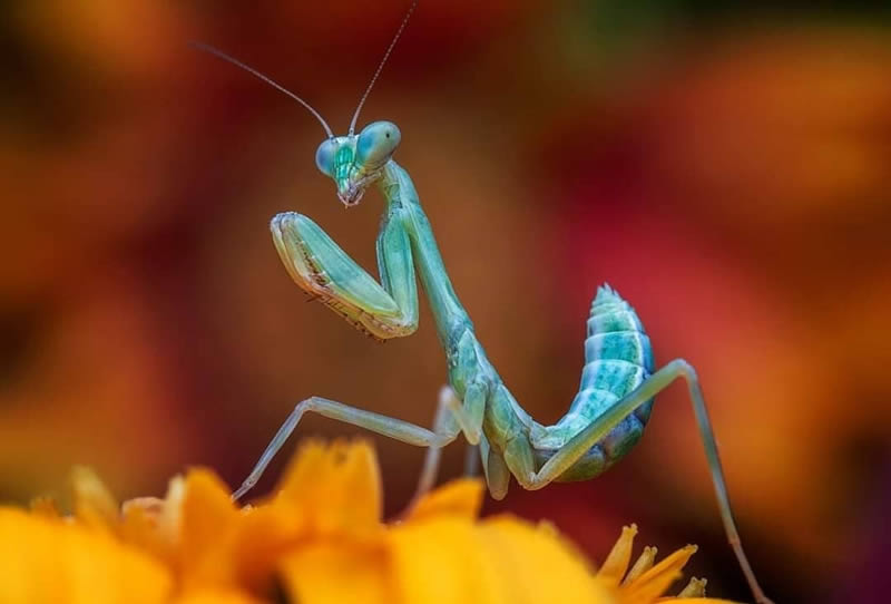 Close Up Macro Portraits Of Insects