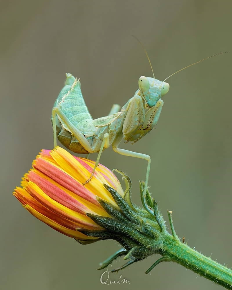 Close Up Macro Portraits Of Insects