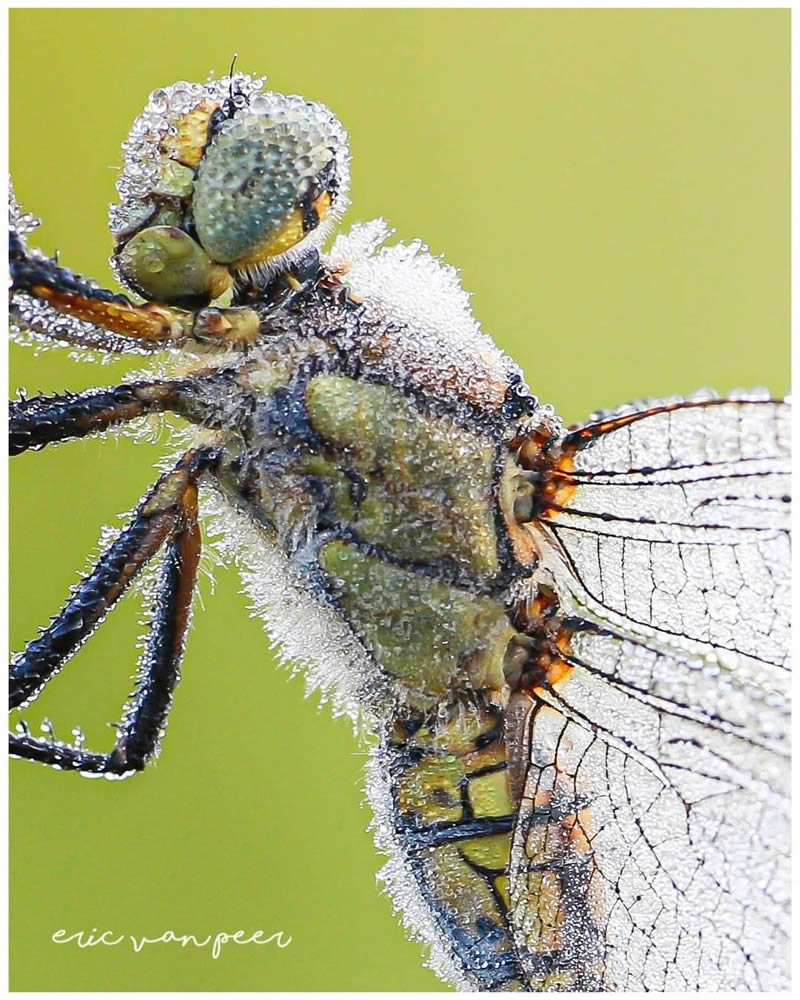 Close Up Macro Portraits Of Insects