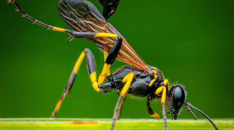 Close Up Macro Portraits Of Insects