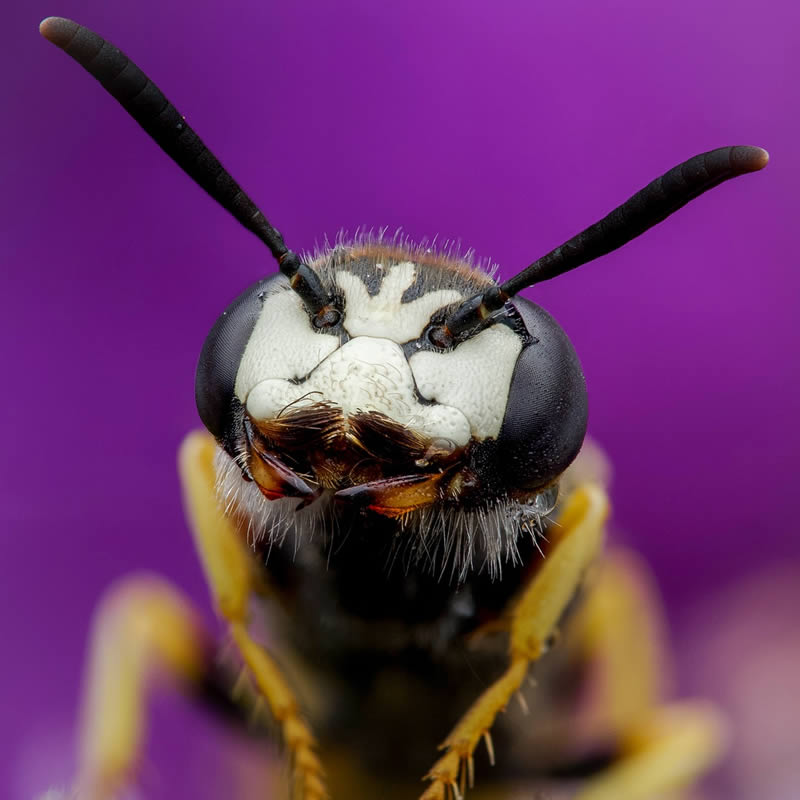 Macro Photos Of Insects By Martin Cureja