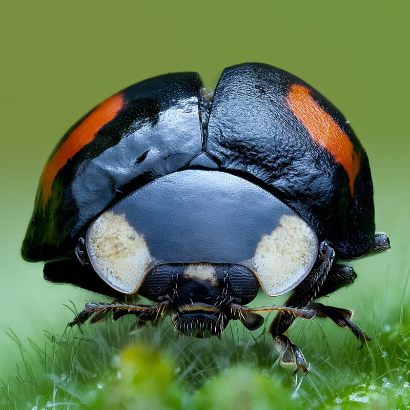 Macro Photos Of Insects By Martin Cureja