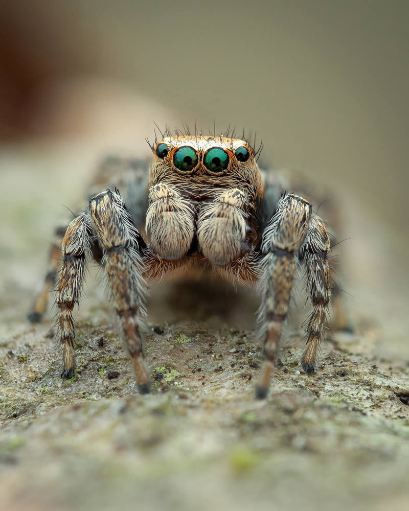 Macro Photos Of Insects By Martin Cureja