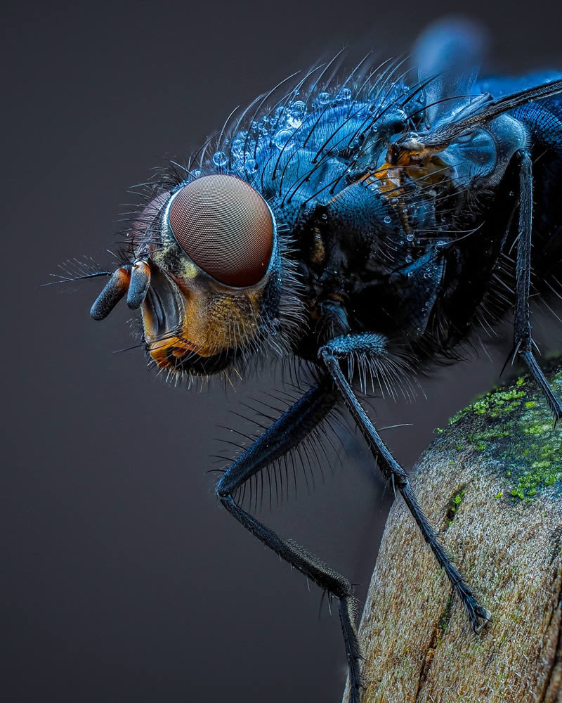 Macro Photos Of Insects By Martin Cureja