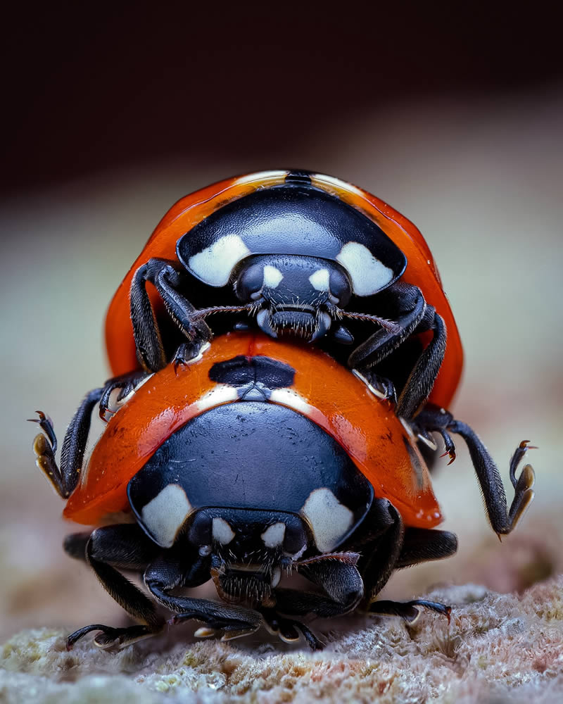 Macro Photos Of Insects By Martin Cureja